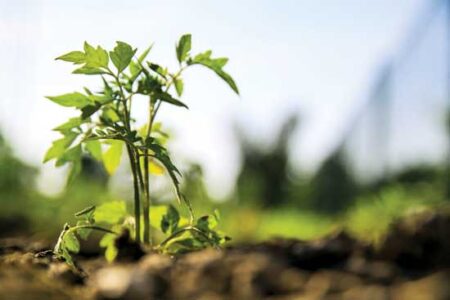 How and Why to Graft Heirloom Tomatoes Image